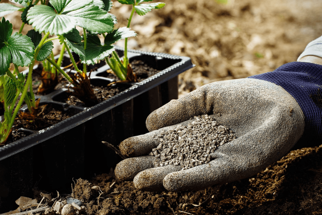 Fertilizer for Seedlings: When and how to fertilize?