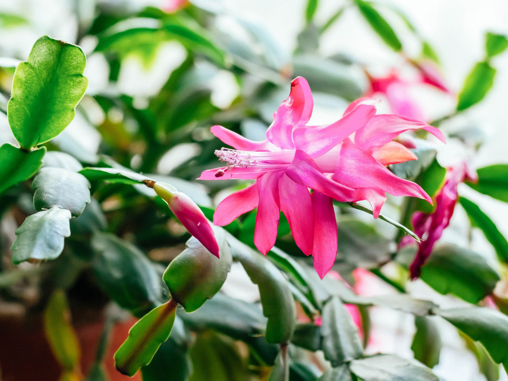 How Long Does Christmas Cactus Live? How To Care For Christmas Cactus? 