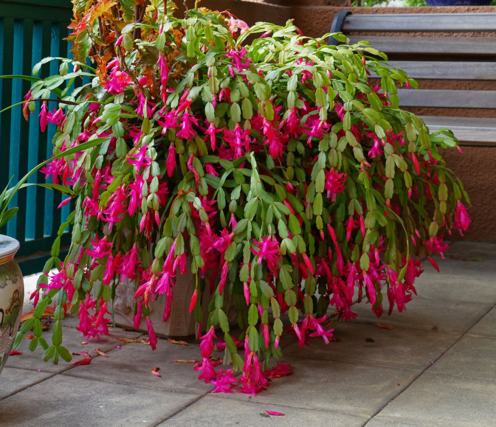 How Long Does Christmas Cactus Live? How To Care For Christmas Cactus? 