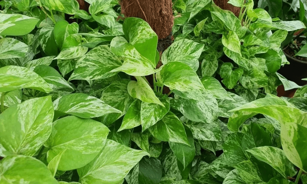 How To Grow And Care For Jessenia Pothos in Your Backyard? 