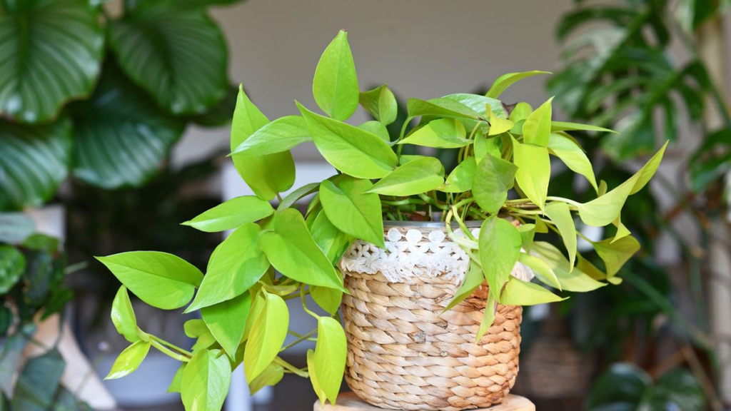 How To Grow And Care For Jessenia Pothos in Your Backyard? 