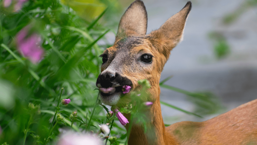 15+ Deer-Resistant Perennials to Plant in your Garden