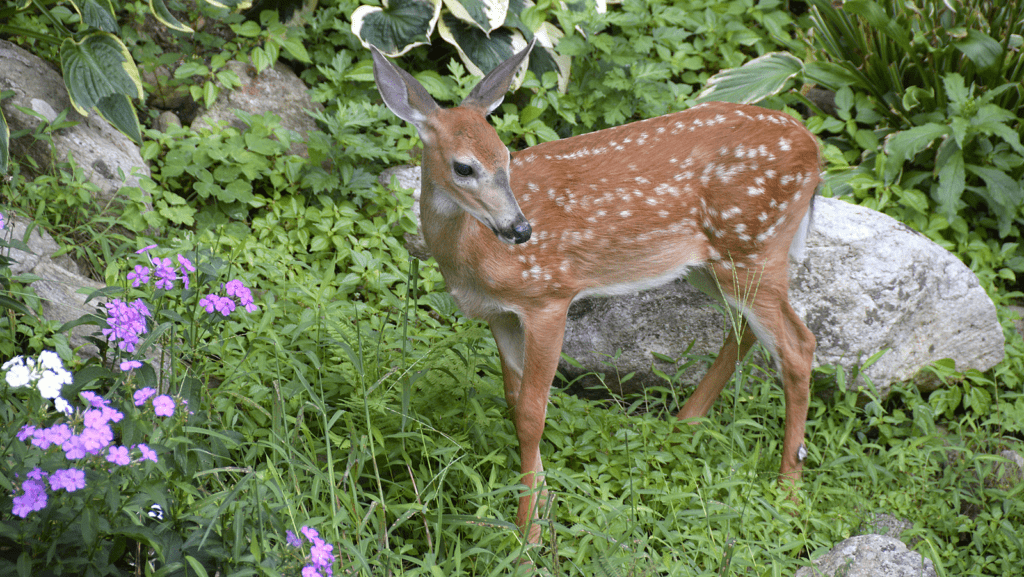 15+ Deer-Resistant Perennials to Plant in your Garden