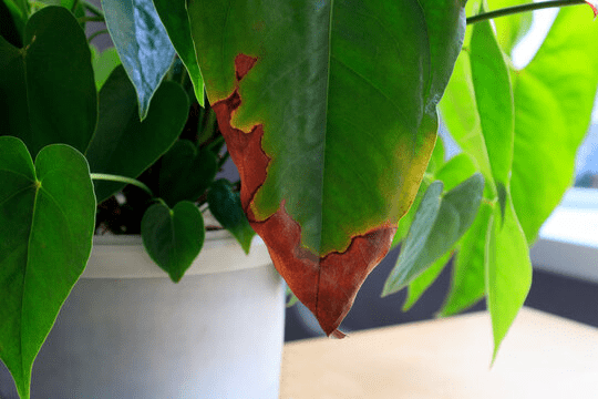 Why Anthurium Have Brown Spots On Leaves What To Do With Them