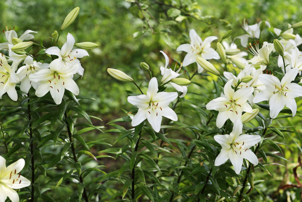 Stunning Varieties of Lilies to Grow in Your Backyard