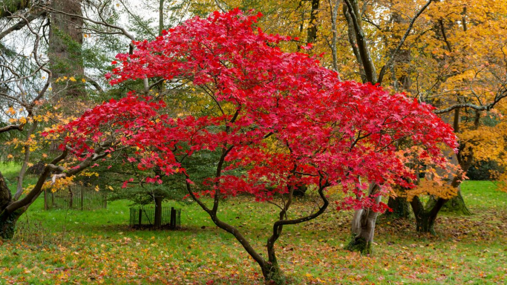 10+ Best Trees for Small Gardens (Growing Tips)