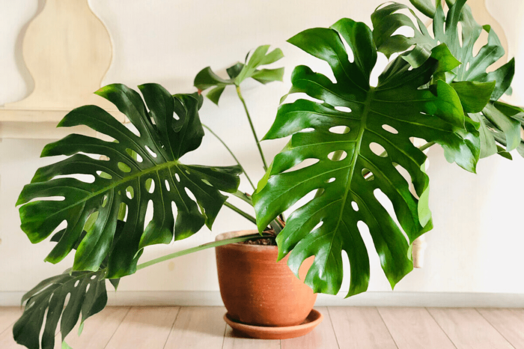 Fenestrated Pothos: Why Fenestration Happens and How to Get Them