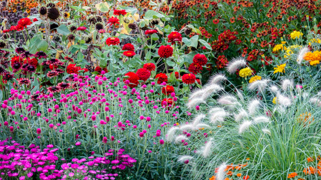 15+ Stunning Border Plants for Attractive Lawns 2024