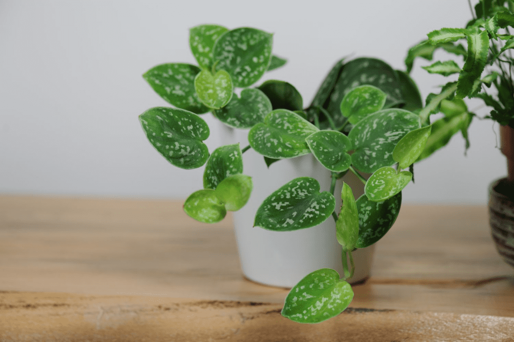 Silver Satin Pothos: Care And Growing Guide To Follow 