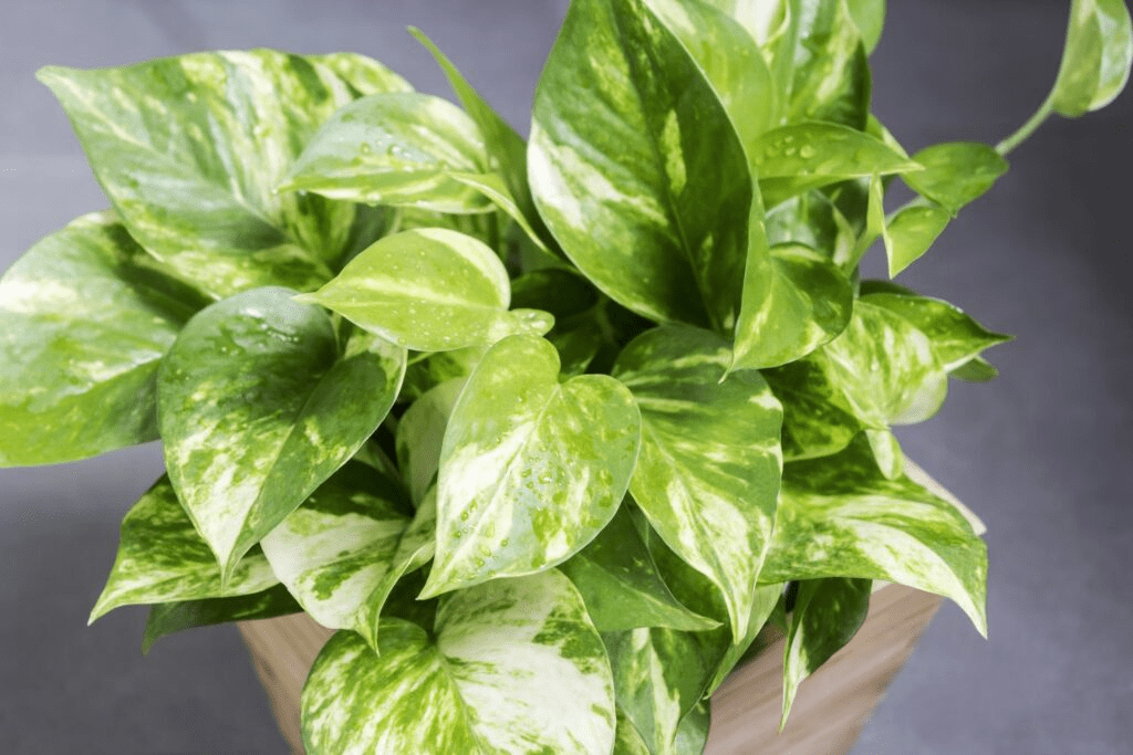 Silver Satin Pothos: Care And Growing Guide To Follow 
