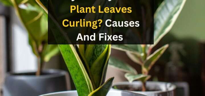 Why Are My Snake Plant Leaves Curling? Causes And Fixes 