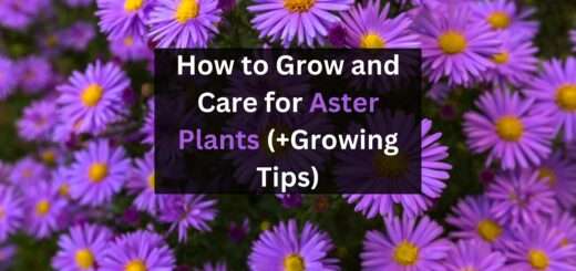 How to Grow and Care for Aster Plants ( Growing Tips)