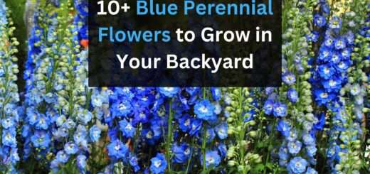 Blue Perennial Flowers