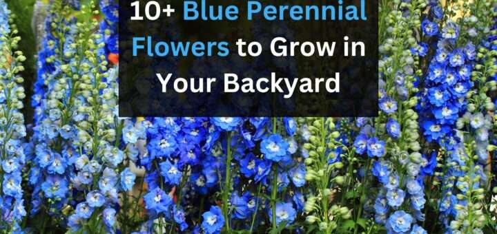 Blue Perennial Flowers