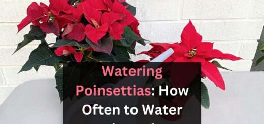 Watering Poinsettias: How Often to Water Poinsettias ( Caring tips)