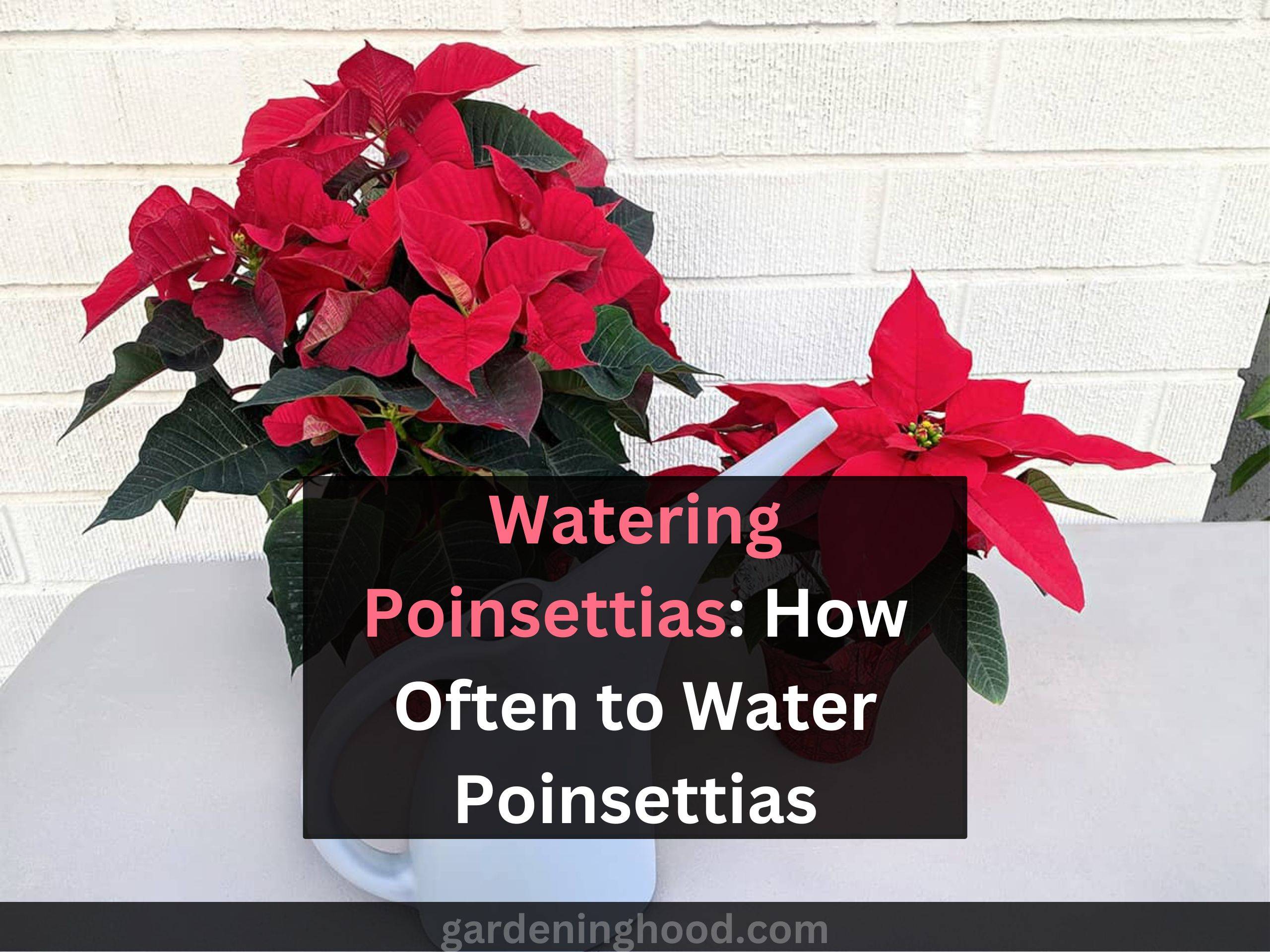 Watering Poinsettias: How Often to Water Poinsettias ( Caring tips)