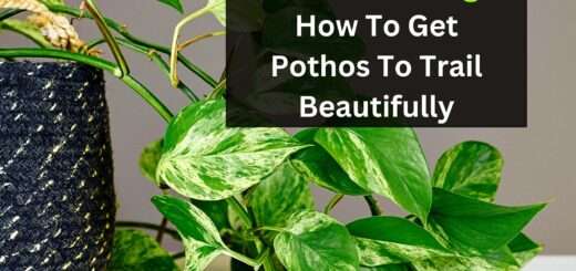 Pothos Trailing: How To Get Pothos To Trail Beautifully