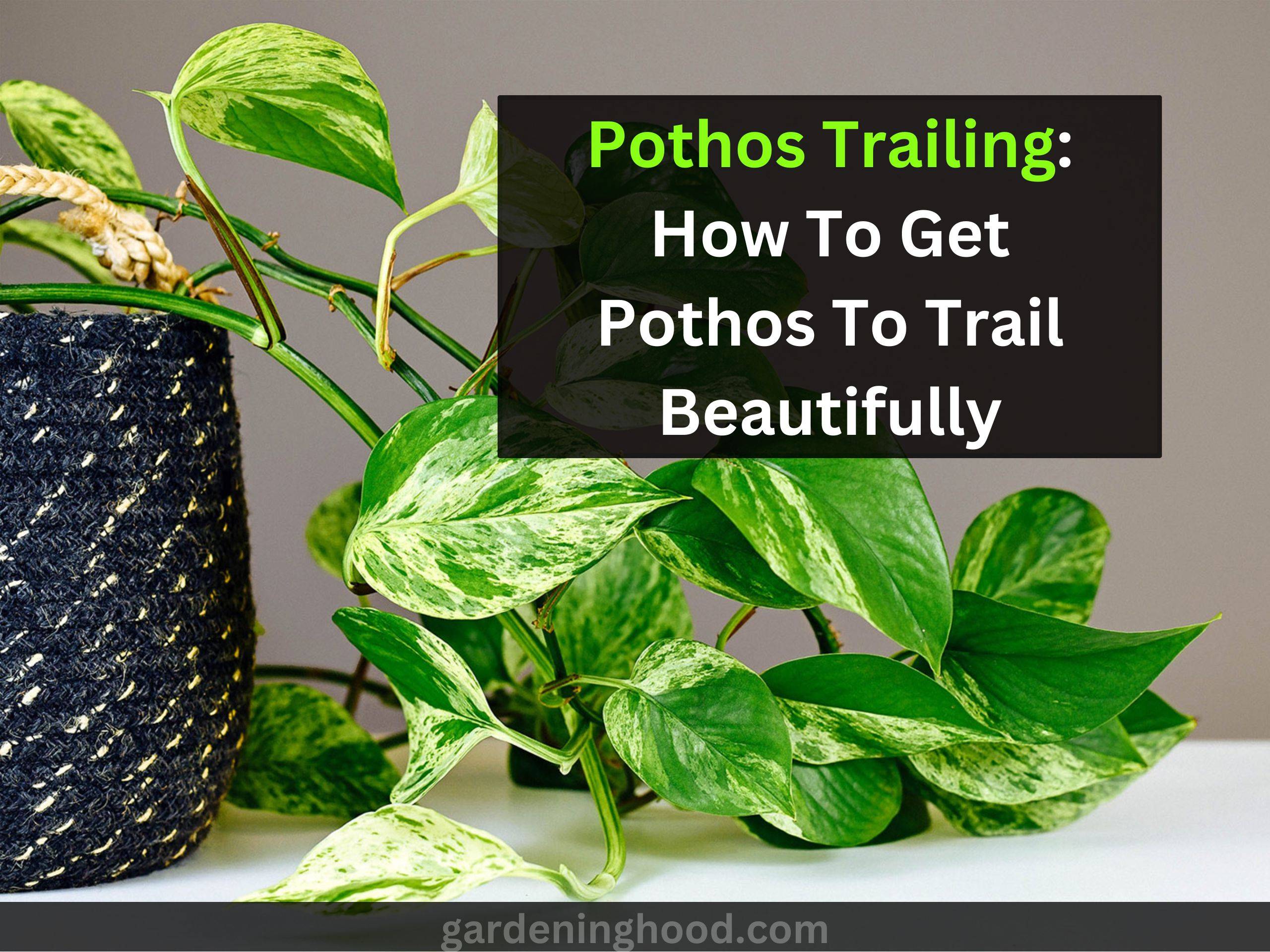 Pothos Trailing: How To Get Pothos To Trail Beautifully