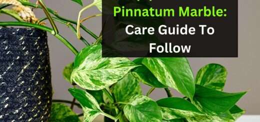 Epipremnum Pinnatum Marble: Care Guide