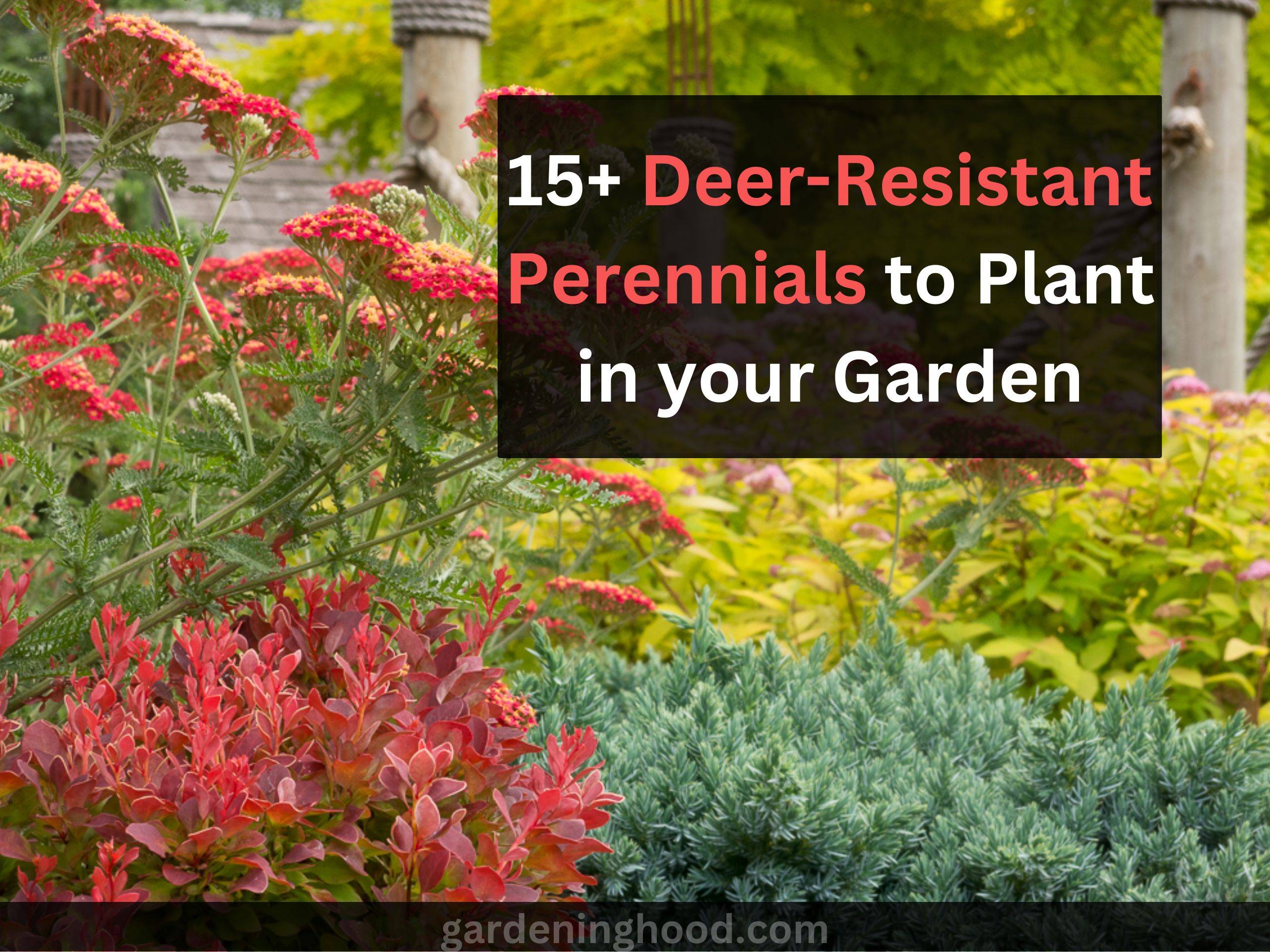 Deer-Resistant Perennials to Plant