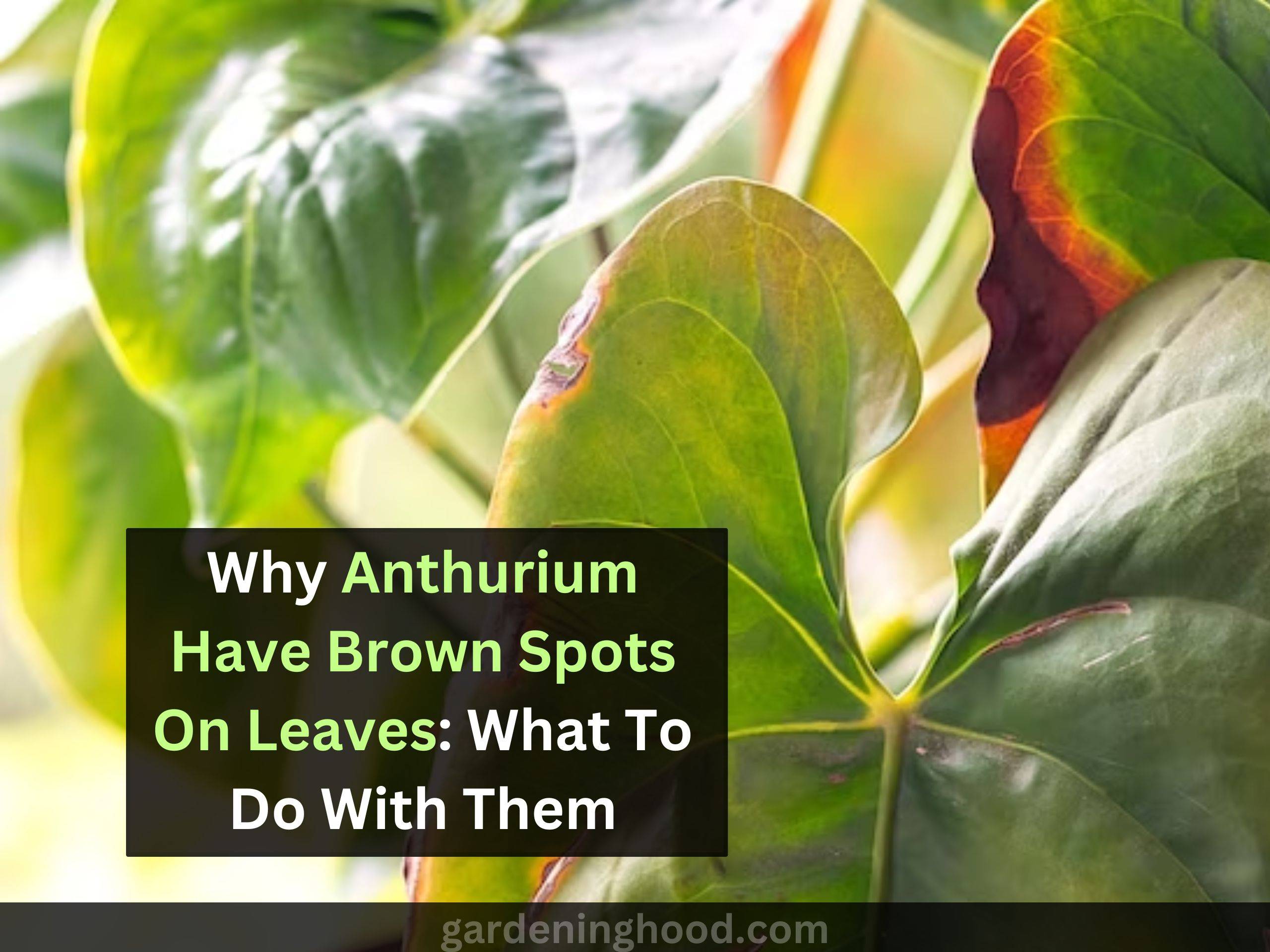 Why Anthurium Have Brown Spots On Leaves: What To Do With Them