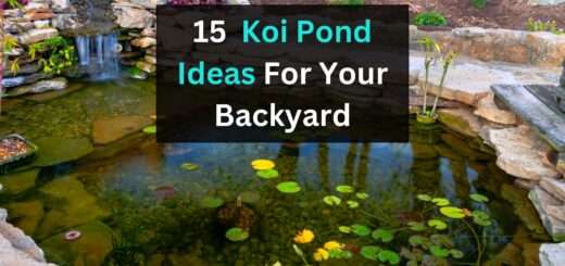 Koi Pond Ideas For Your Backyard