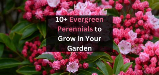 10 Evergreen Perennials to Grow in Your Garden