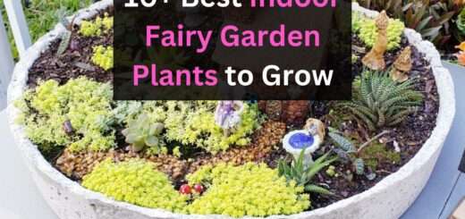 10+ best indoor fairy garden plants to grow