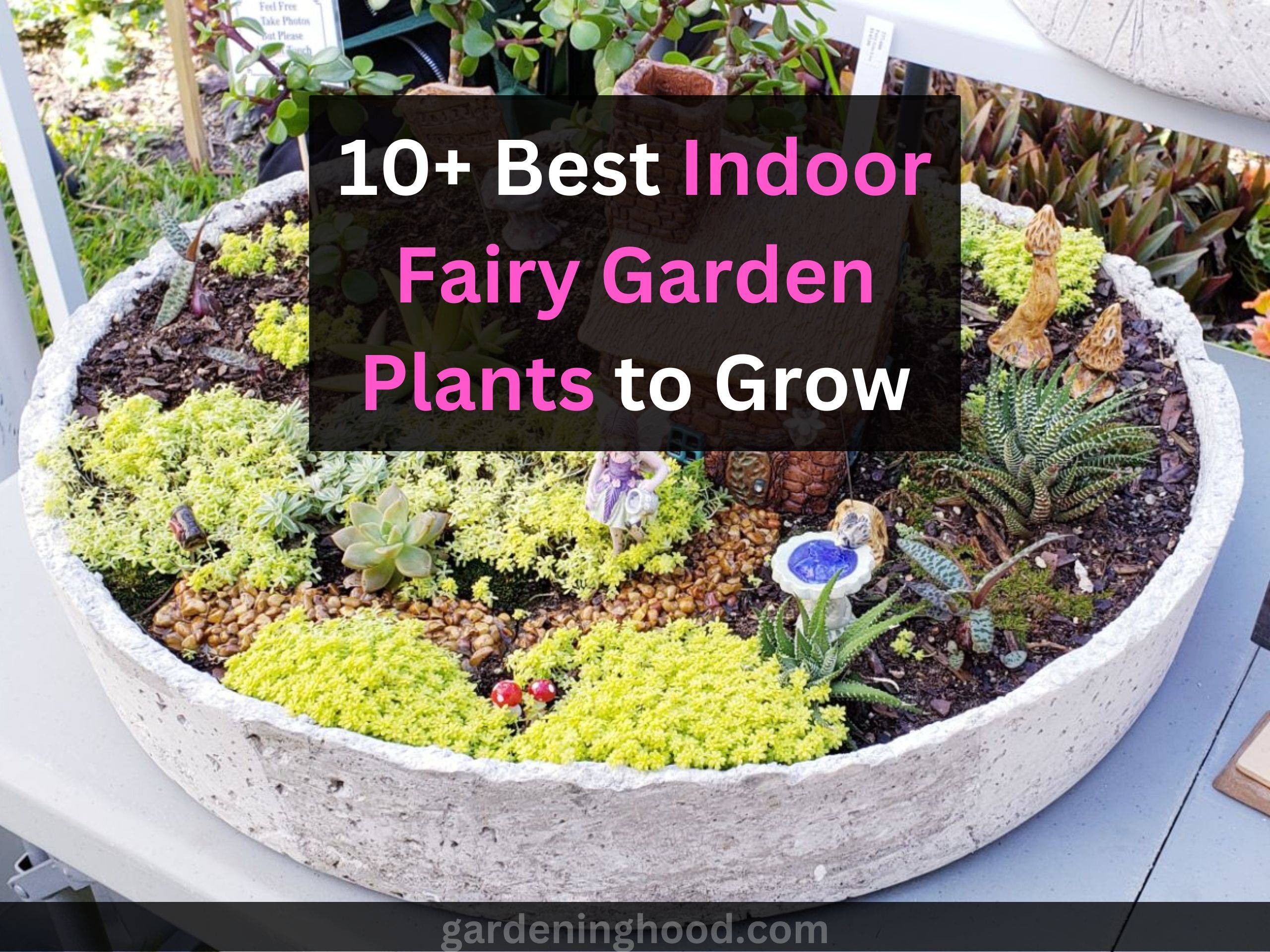 10+ best indoor fairy garden plants to grow