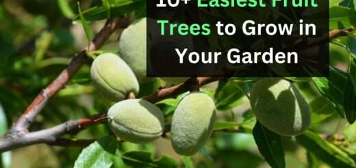 10+ Easiest Fruit Trees to Grow in Your Home Garden