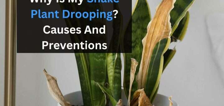 Why Is My Snake Plant Drooping? Causes And Prevention