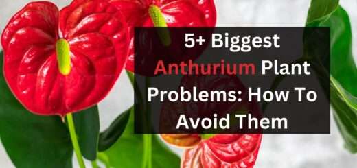 5 Biggest Anthurium Plant Problems: How To Avoid Them