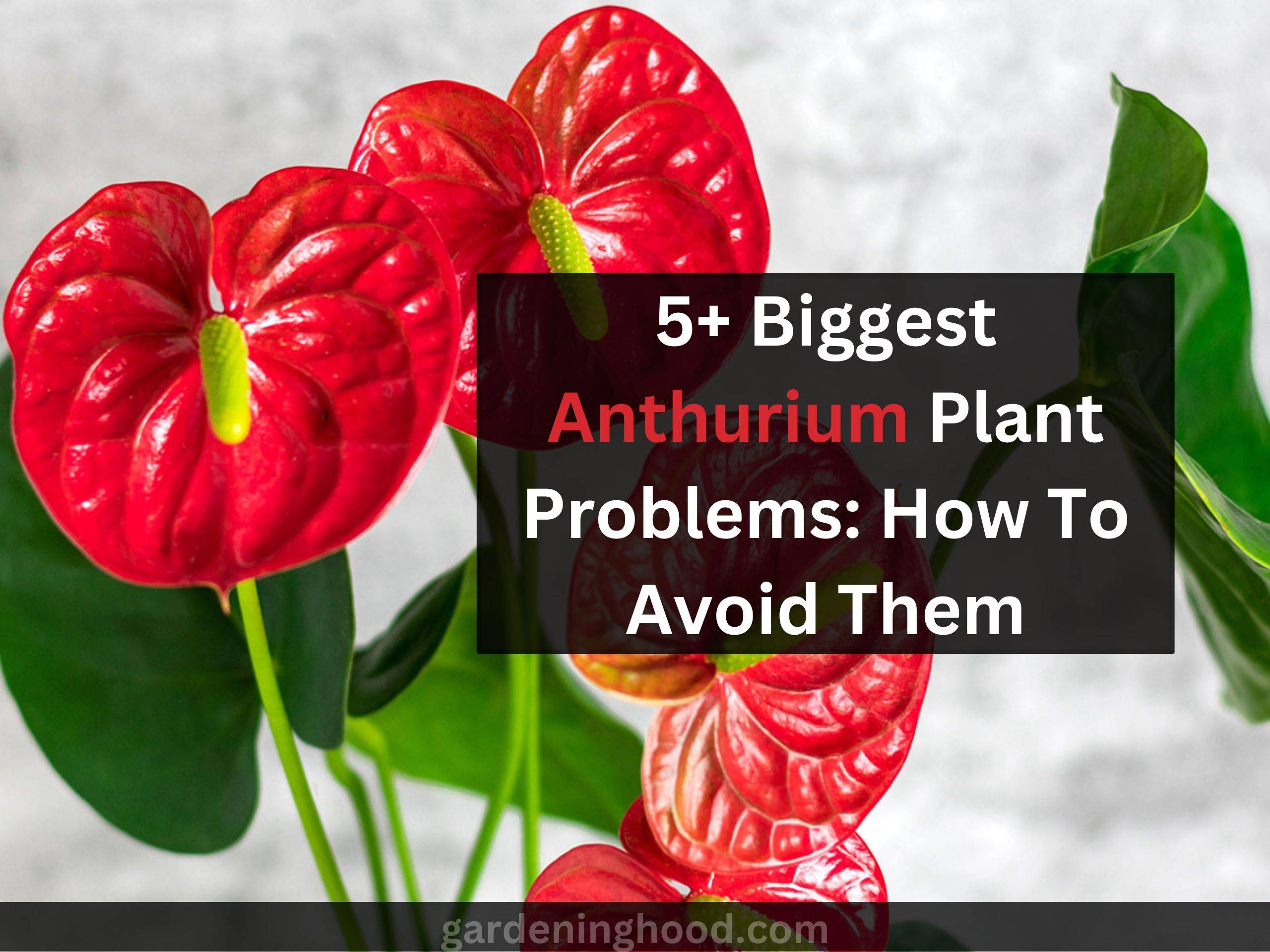 5 Biggest Anthurium Plant Problems: How To Avoid Them
