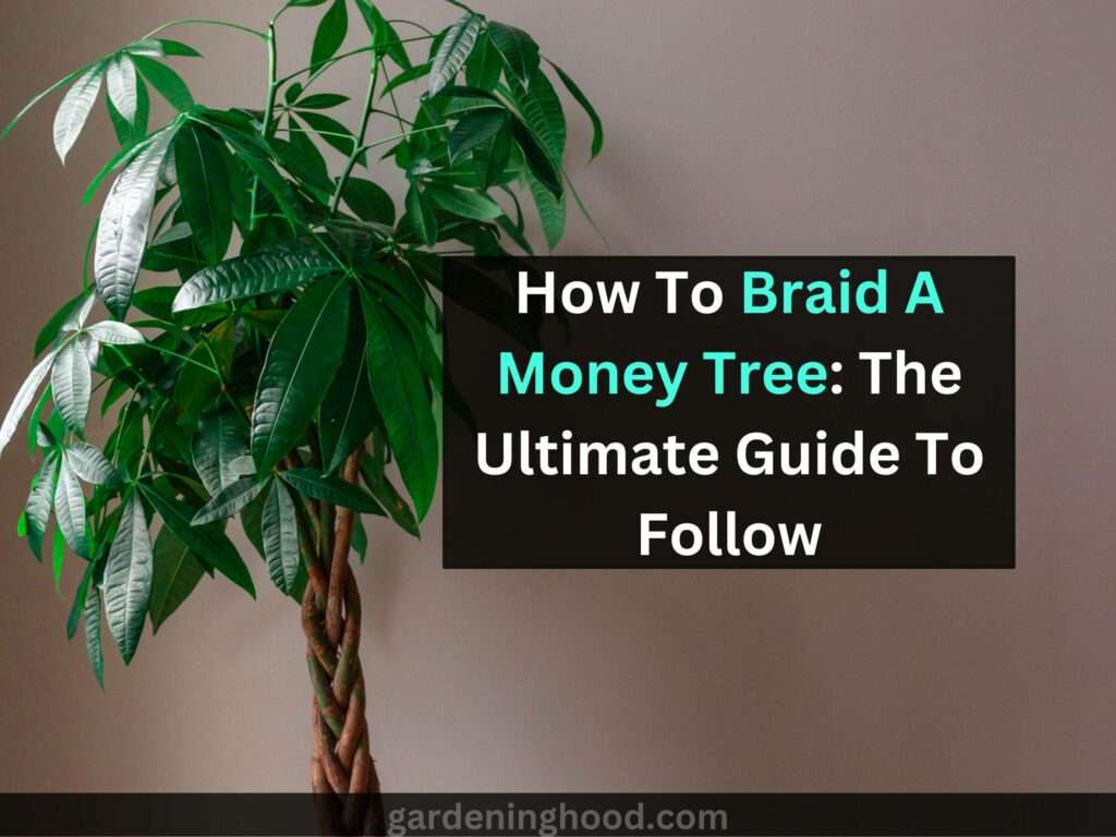 How To Braid A Money Tree: The Ultimate Guide To Follow