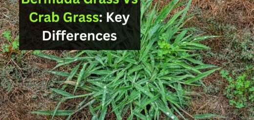 Bermuda Grass Vs Crab Grass: Key Differences