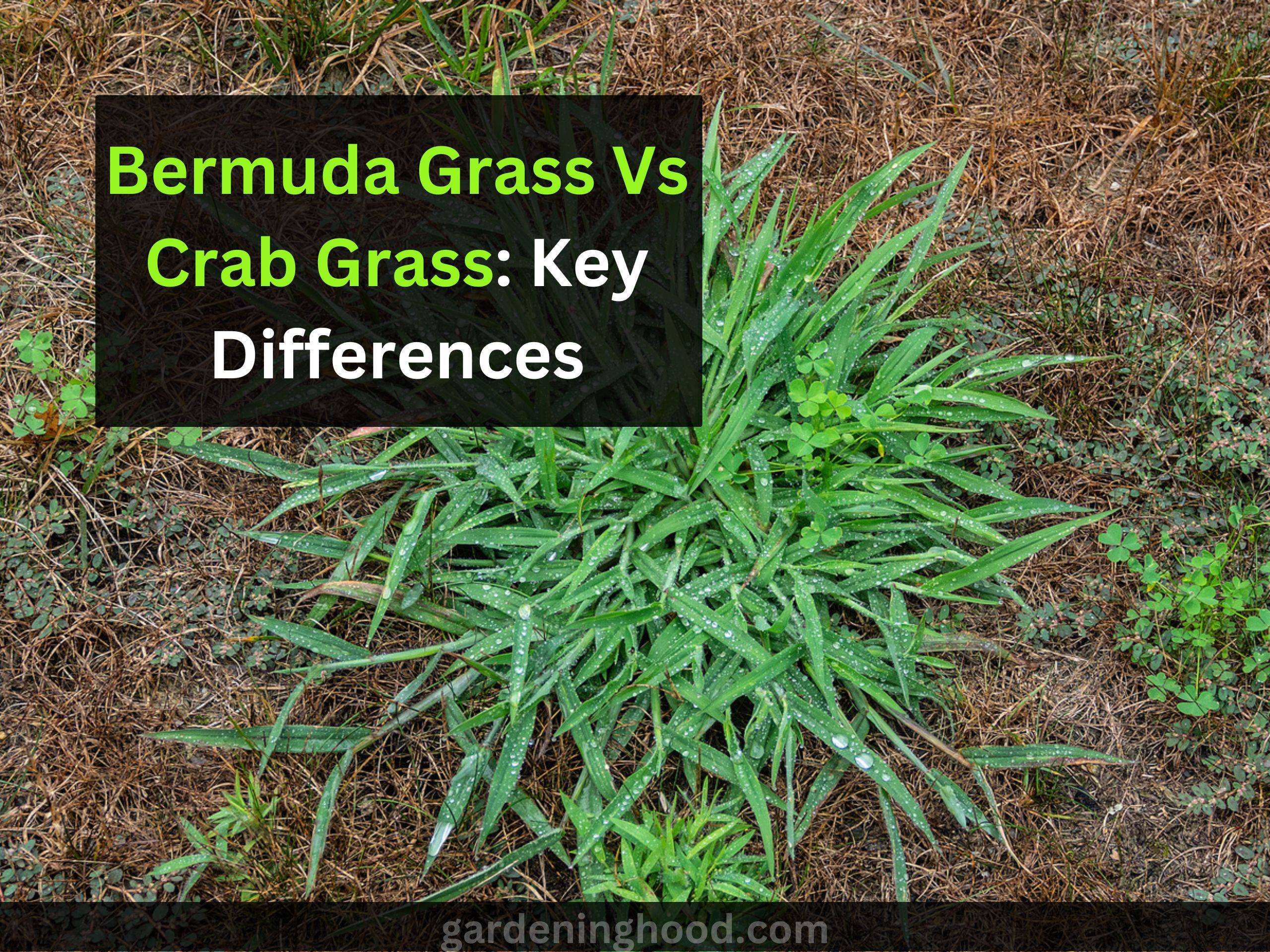 Bermuda Grass Vs Crab Grass: Key Differences