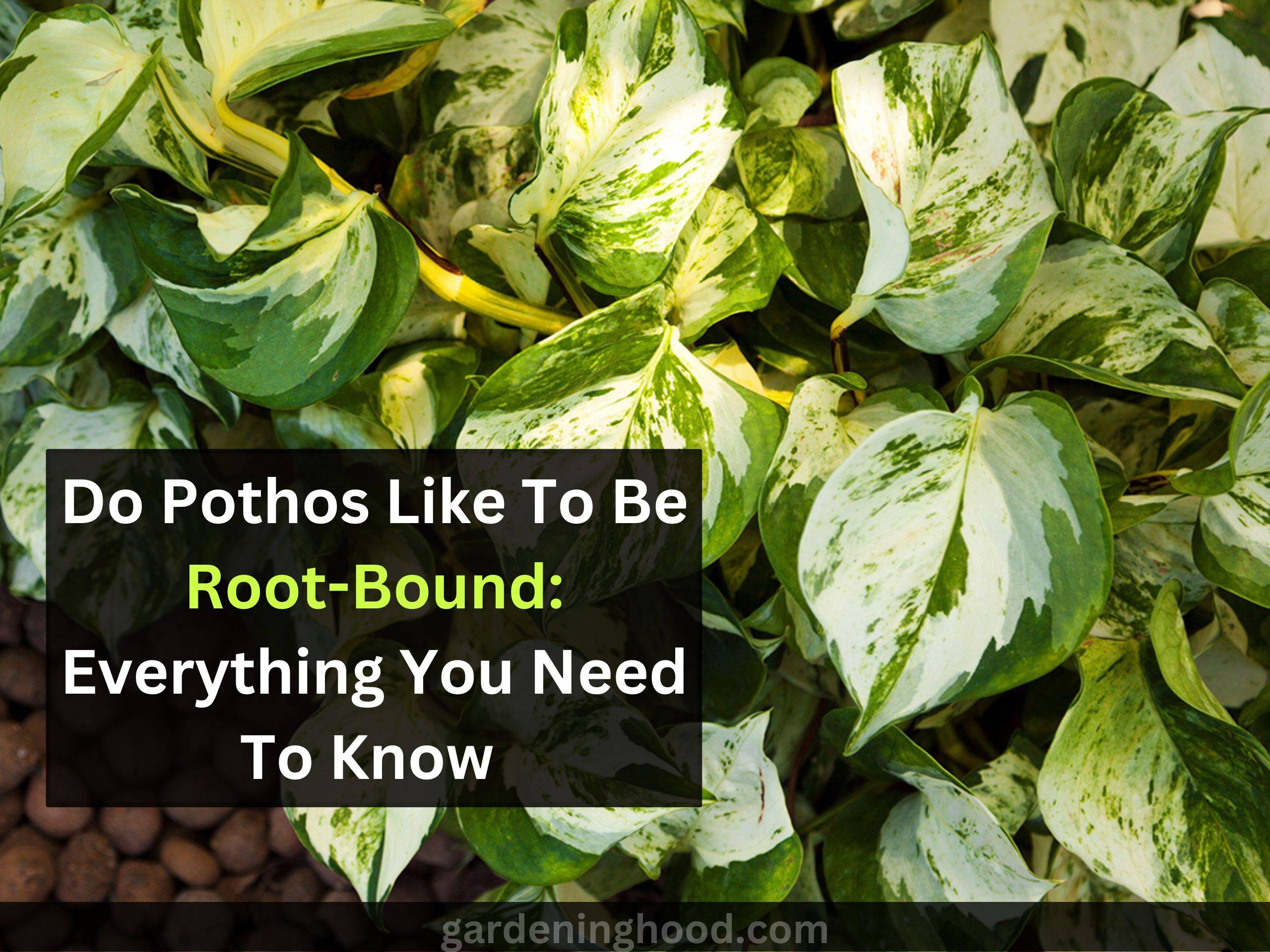 Do Pothos Like To Be Root-Bound: Everything You Need To Know