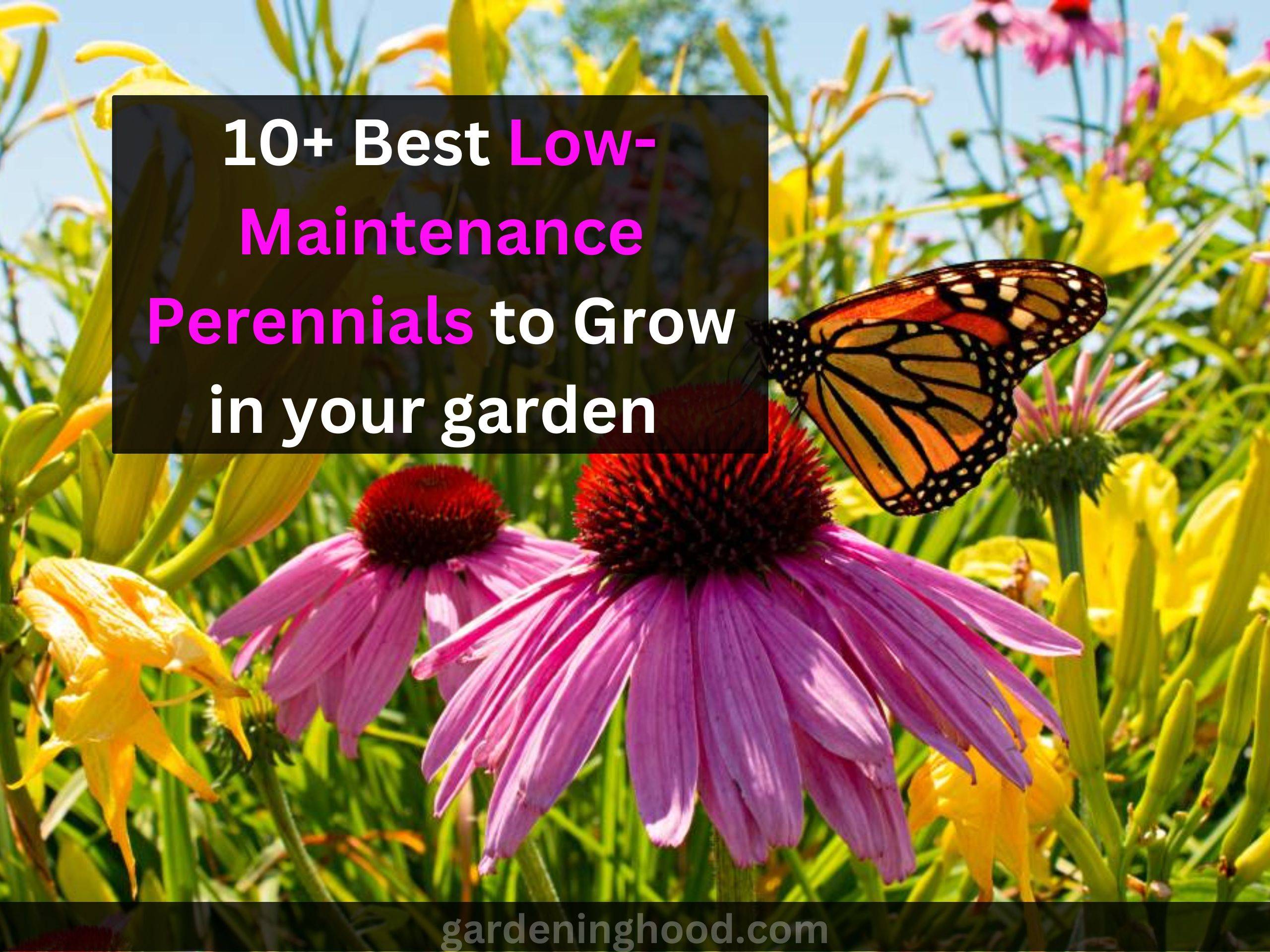 Best Low-Maintenance Perennials to Grow in your garden