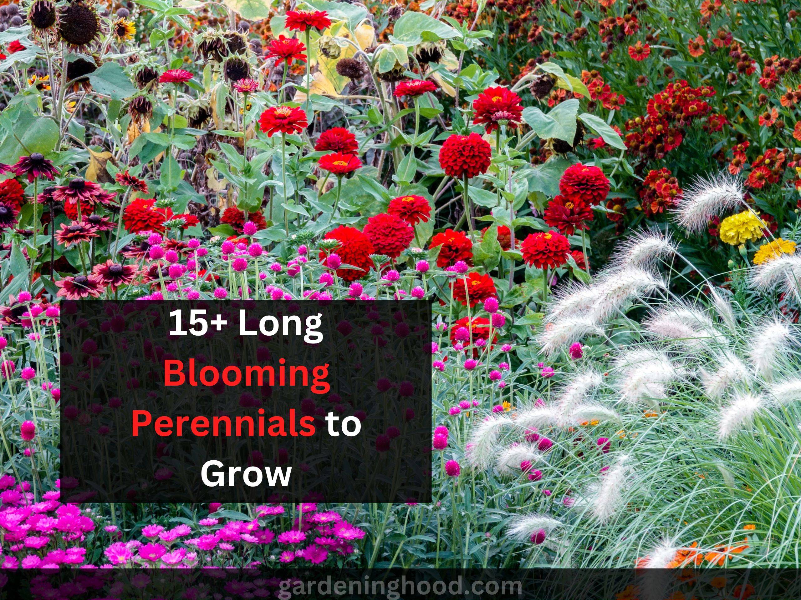 Long Blooming Perennials to Grow in Your Garden