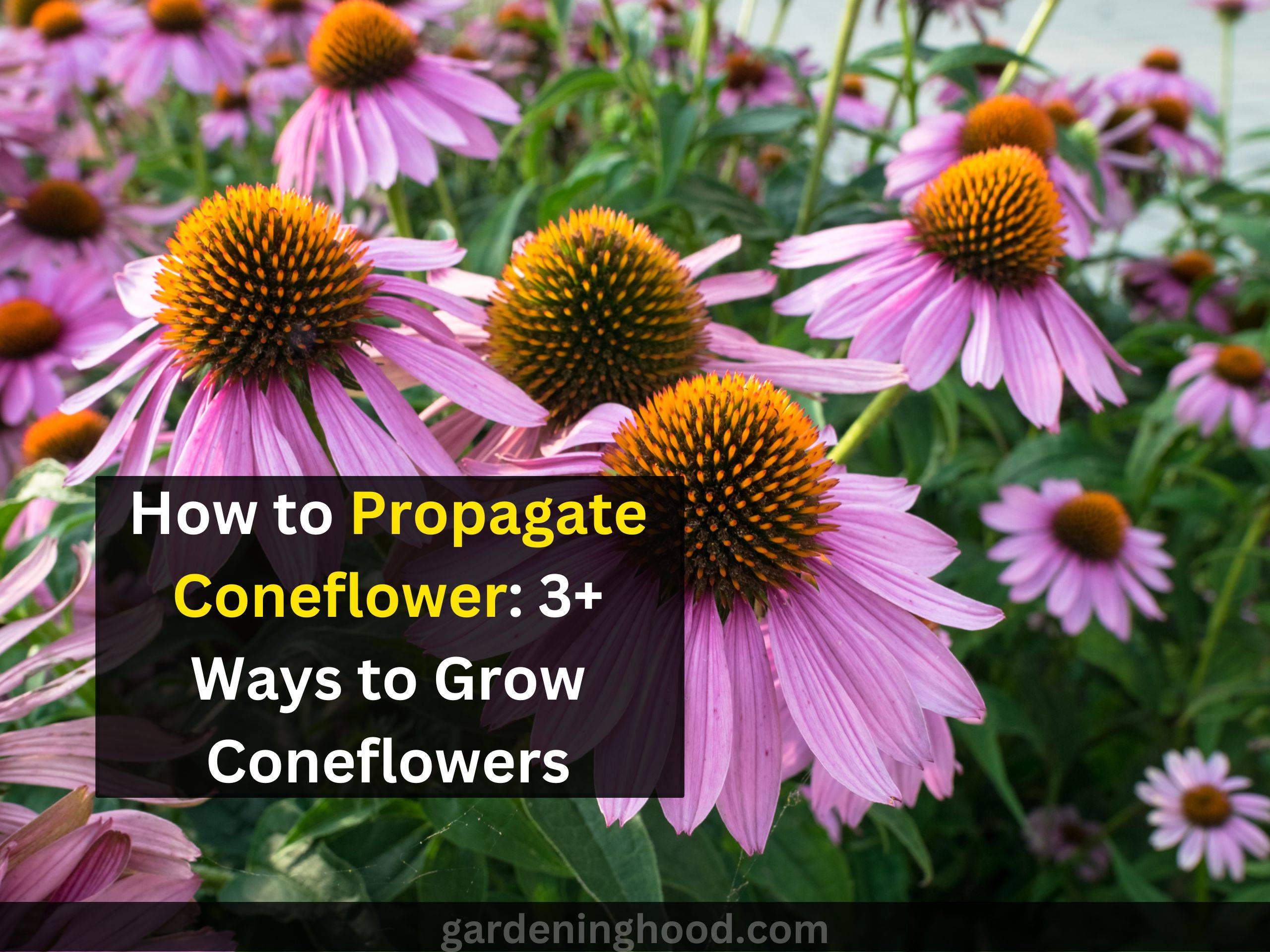 How to Propagate Coneflower: 3+ Ways to Grow Coneflowers (Caring Tips)