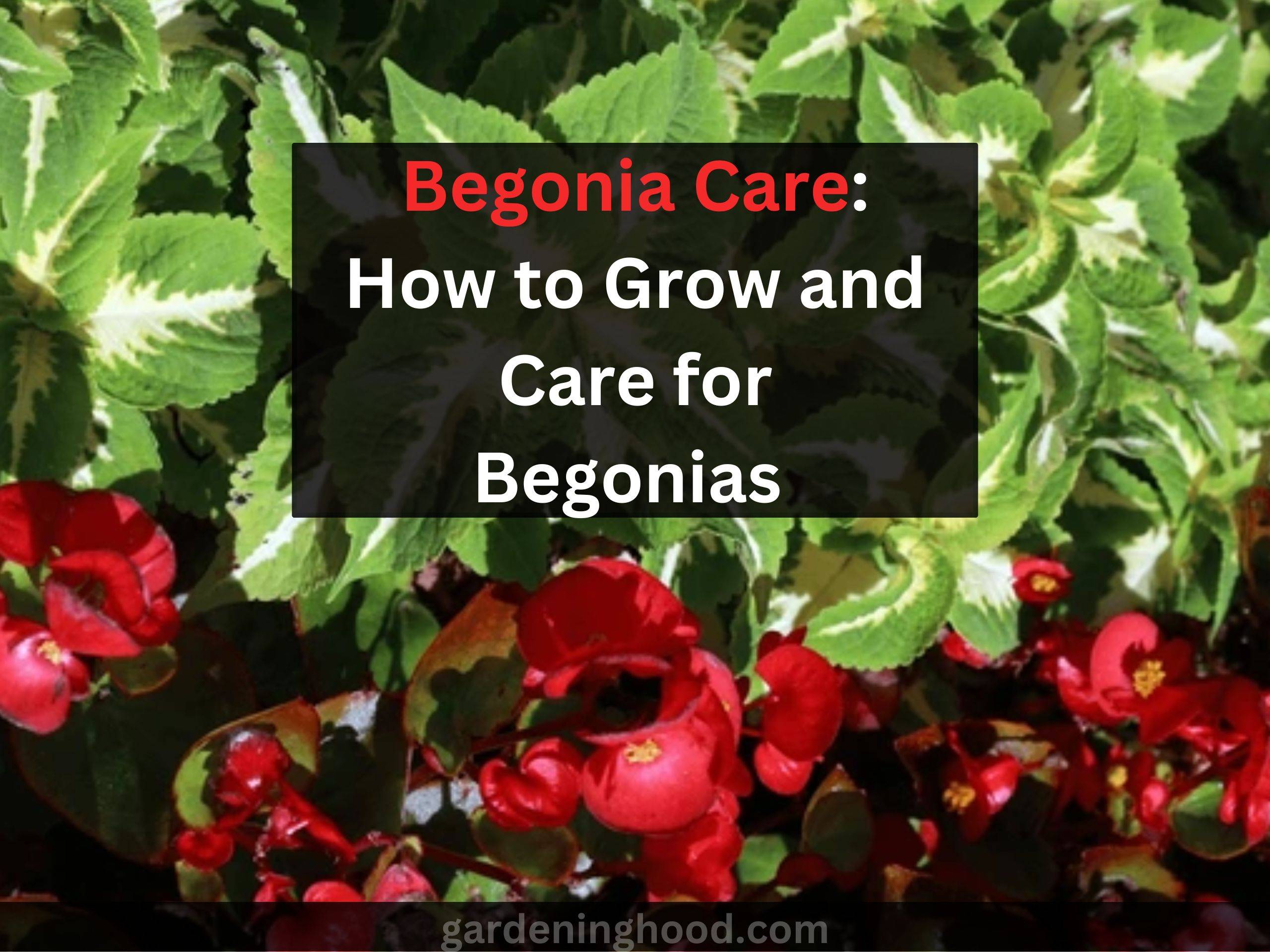 Begonia Care: How to Grow and Care for Begonias