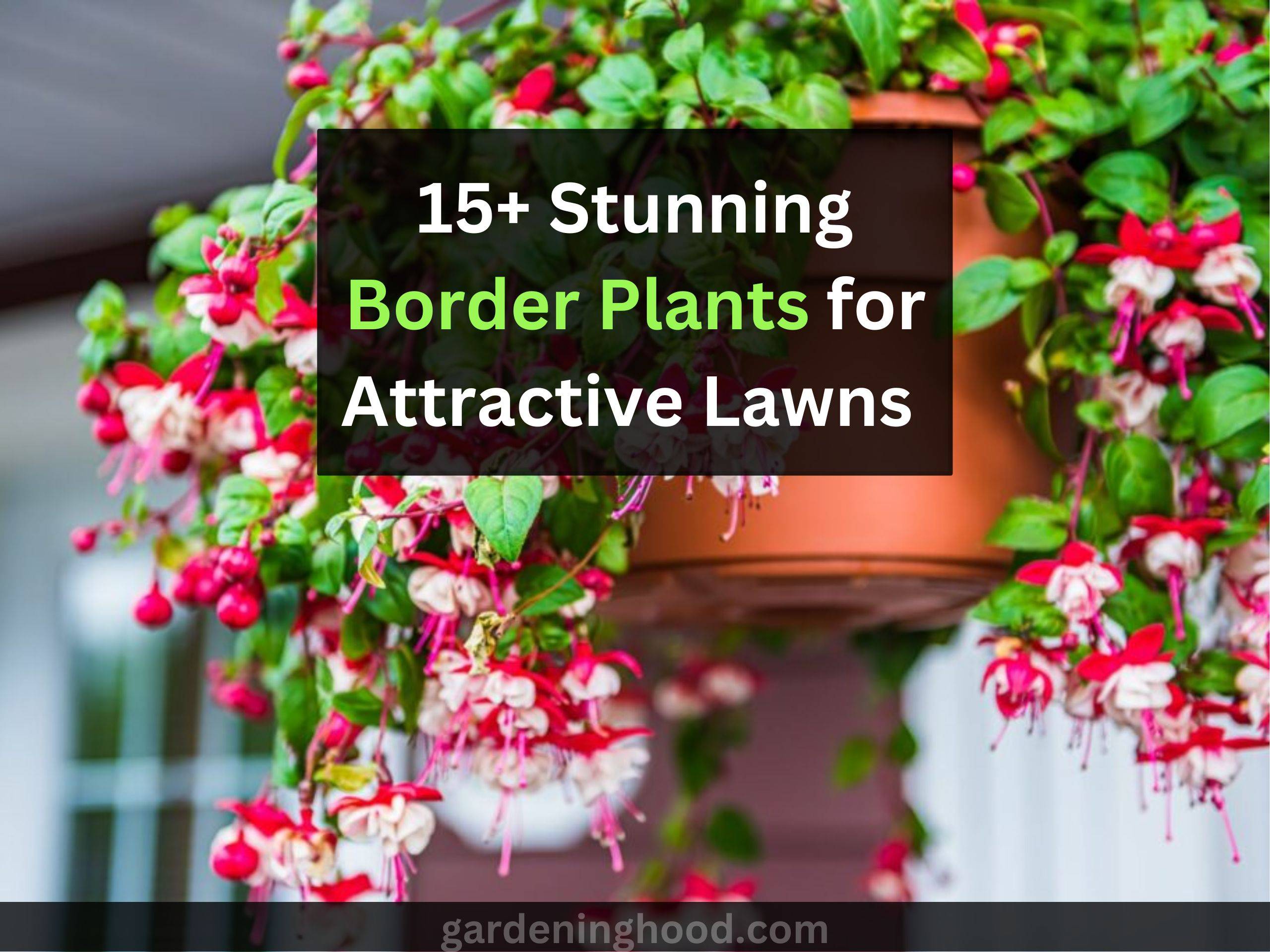 15+ Stunning Border Plants for Attractive Lawns 2024