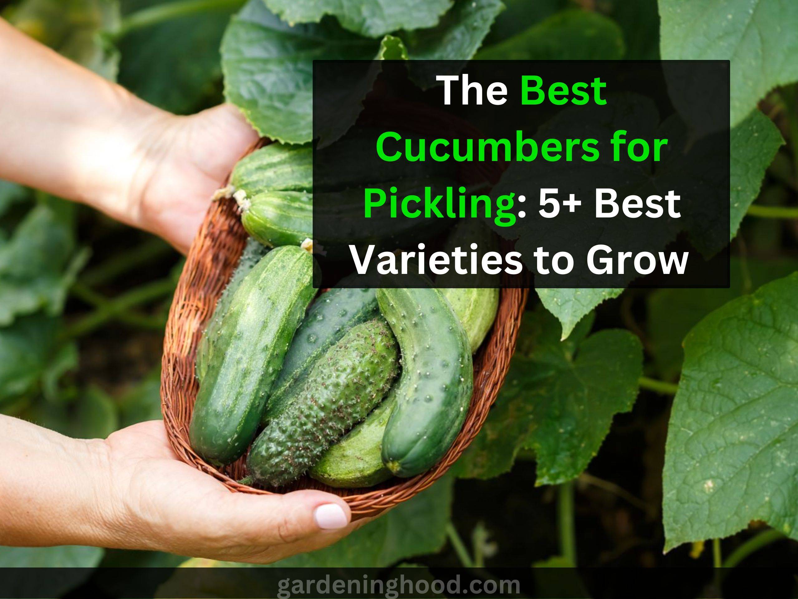 The Best Cucumbers for Pickling: 5+ Best Varieties to Grow