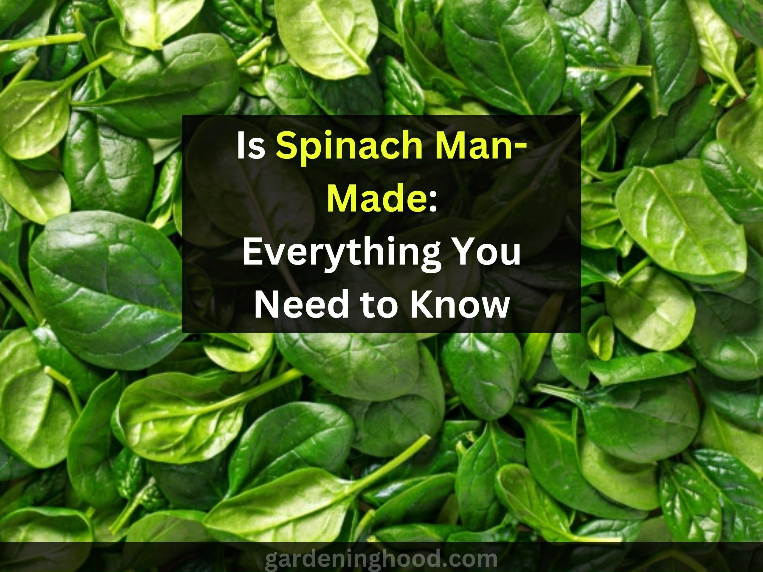 Is Spinach Man-Made: Everything You Need to Know