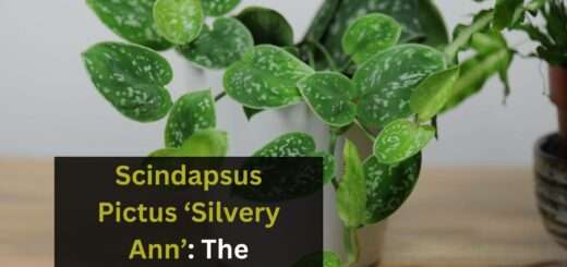 Scindapsus Pictus ‘Silvery Ann’: The Ultimate Guide