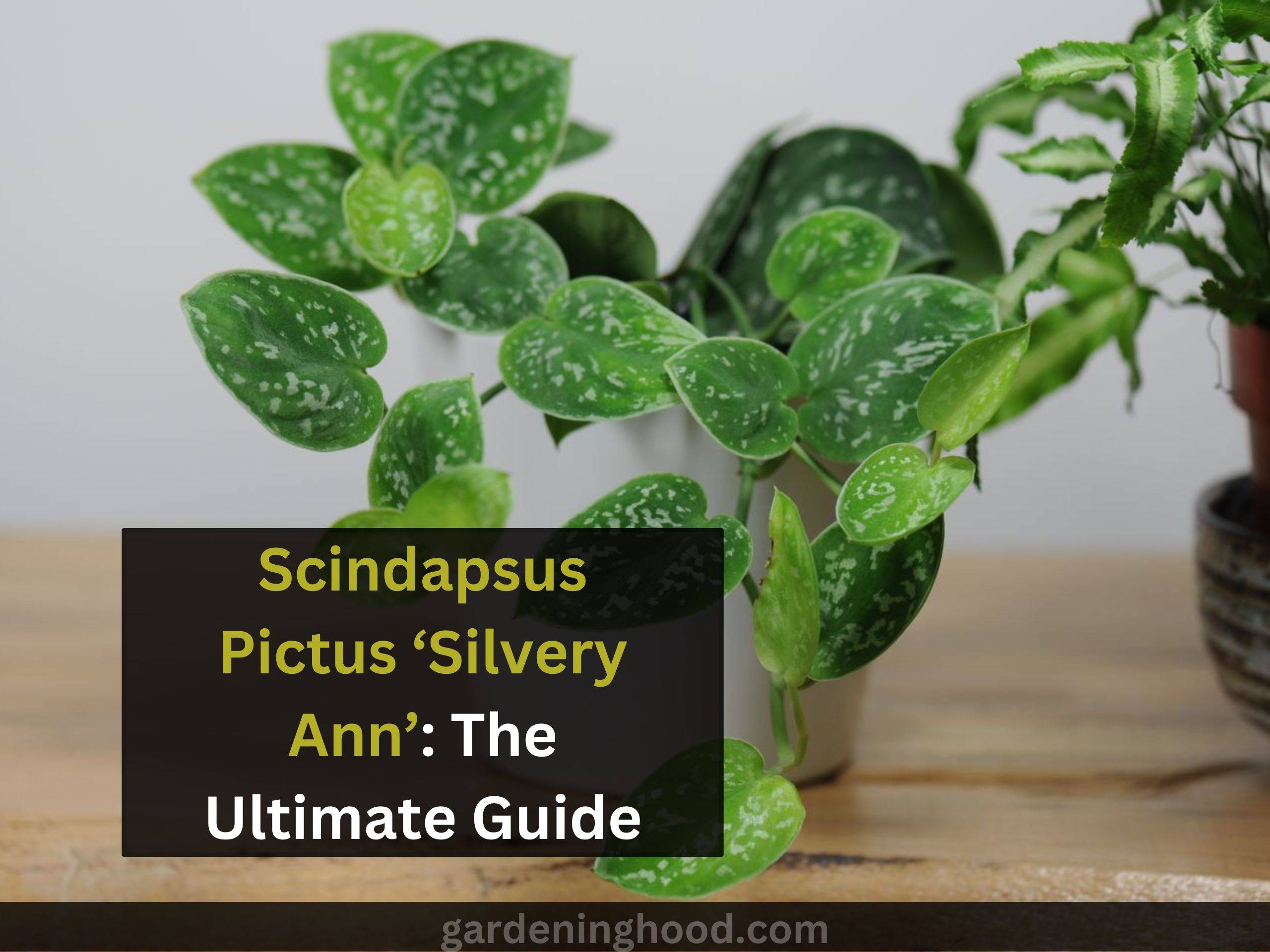 Scindapsus Pictus ‘Silvery Ann’: The Ultimate Guide