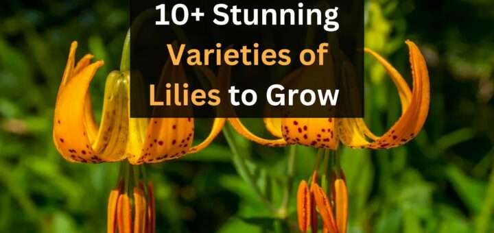 Stunning Varieties of Lilies to Grow in Your Backyard