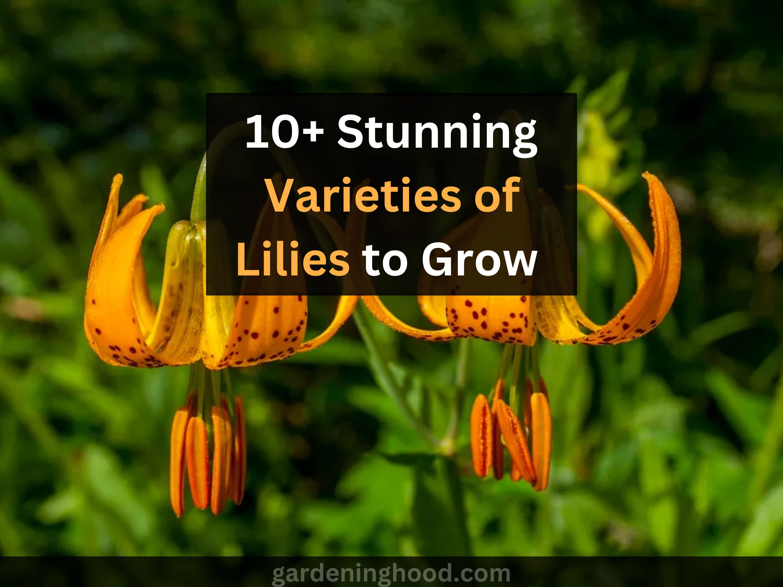 Stunning Varieties of Lilies to Grow in Your Backyard