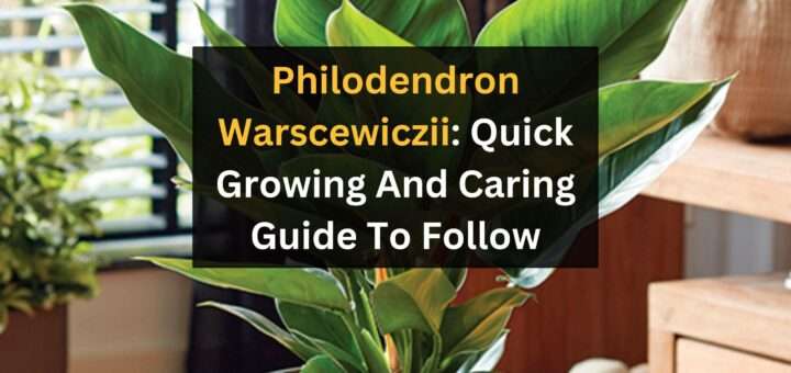 Philodendron Warscewiczii: Quick Growing And Caring Guide To Follow