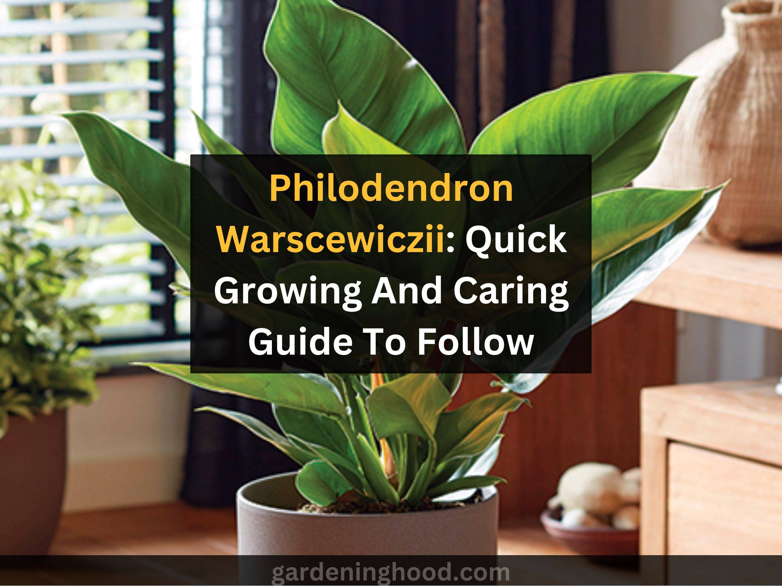 Philodendron Warscewiczii: Quick Growing And Caring Guide To Follow